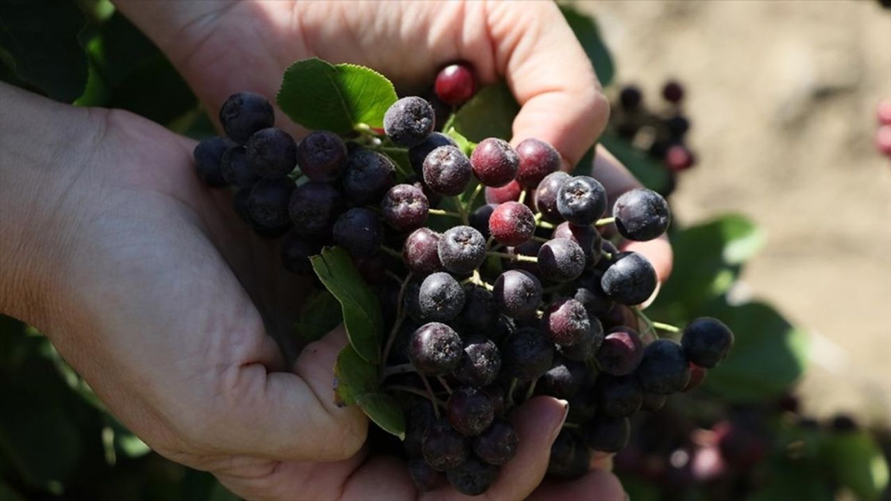 "Süper meyve" aronya Bayburtlu çiftçilere yeni gelir kapısı olacak