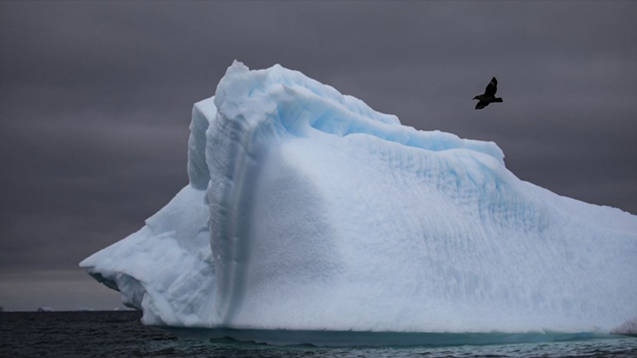 Antarktika'da ilk kez kuş gribi görüldü
