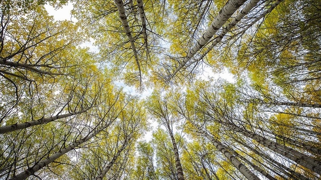 Ormanların atmosferdeki önemi