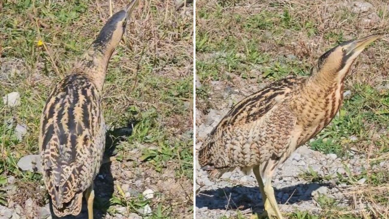 Nesli Tükenmekte Olan Güney Amerika Balabanı Artvin’de Görüldü
