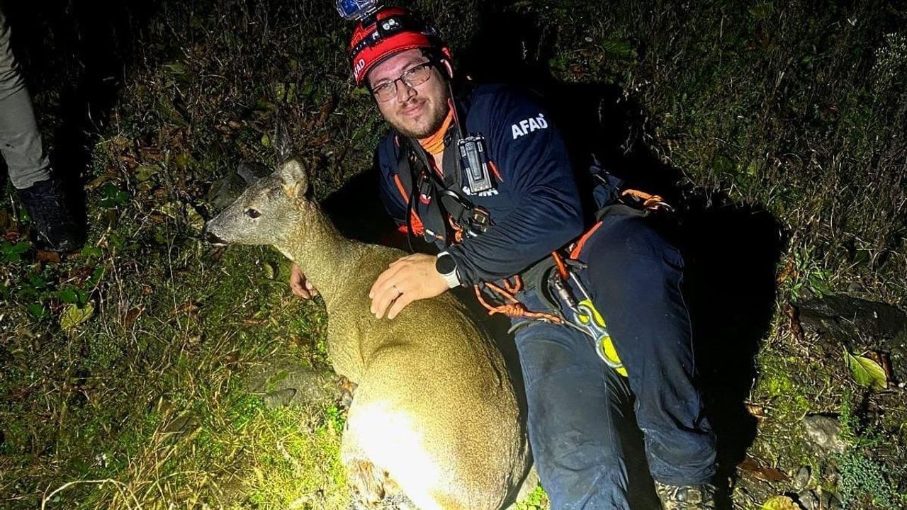 Dereye Düşen Yaralı Karaca Kurtarıldı