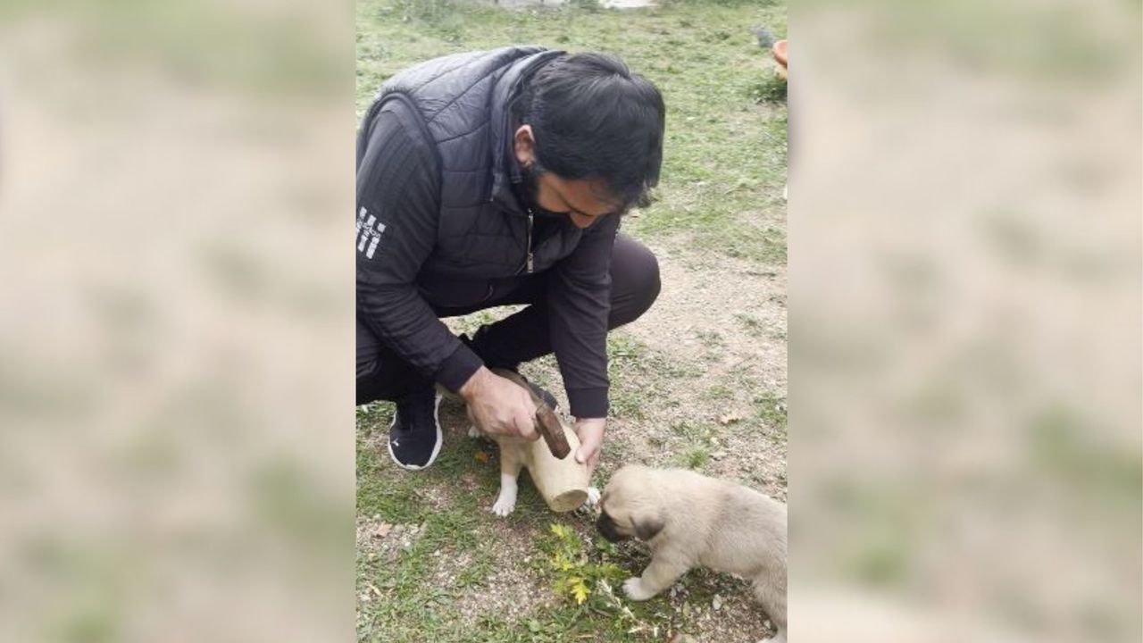 Yavru Köpeğin Merakı Kırılan Testi ile Son Buldu