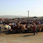 Şap hastalığı nedeniyle kapatılan hayvan pazarlarının açılmasına devam ediliyor