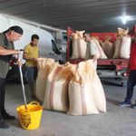 TMO, Ordu'da fındık alımına başladı