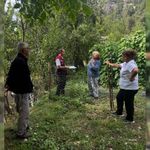 Artvin’de Tarla Faresiyle Mücadele Başlatıldı