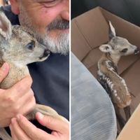 HOPA