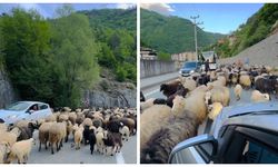 Artvin'de koyun sürüsü trafiği durma noktasına getirdi