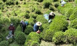 Deprem bölgesinde yapılacak "Çay Sokağı" konutlarına çay üreticilerinden destek