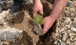 Hırsızlık yaptığı iddia edilen kişi "fidan dikme" şartıyla ceza almaktan kurtuldu