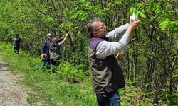 Kestane ağaçlarını korumak için doğaya avcı böcekler bırakıldı