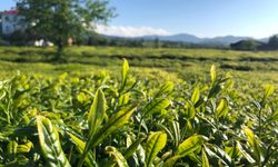 Lipton Doğu Karadeniz’de Çay Hasadına Başladı