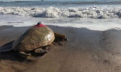 Deniz kaplumbağası sayısı artıyor