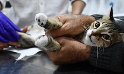 Felçli kedi yavrusu fizik tedaviyle yeniden yürümeye başladı