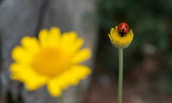 Fotoğraf tutkunlarını ağırlıyor