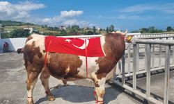 Hayvancılık Festivali yapıldı