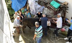 Kurbanlık boğa sahibini yaraladı