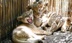Yaşam parkında altız aslan yavrusu da var ikiz ayı yavrusu da