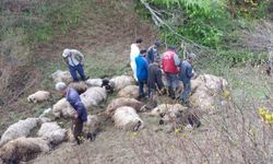 Ayı saldırısında 76 koyun öldü