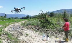 Çeltik tarlaları dronla ilaçlandı