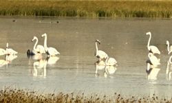 Flamingolar gözlendi