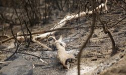 Orman yangınlarını söndürme çalışmalarında 10 asker hayatını kaybetti