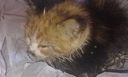 Rögara düşen kedi yavrusunu itfaiye kurtardı
