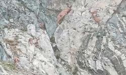 Deriner Barajı çevresinde Dağ Keçileri Görüntülendi 