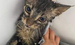 Sel sularına kapılan kedi yavrusunu genç kadın kurtardı