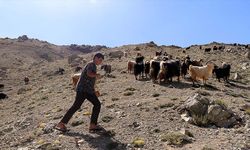 Yaylada keçi otlatarak hazırlandığı LGS sınavında 494 puan aldı