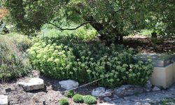 Cenevre'nin binlerce bitki türüne ev sahipliği yapan iki asırlık Botanik Bahçesi