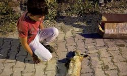 Çocukların yaralı halde bulduğu tilki yavrusu tedaviye alındı
