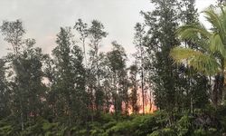 İklim değişikliği, orman yangınlarını tetikledi