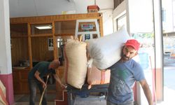 Terme'de üretici topladığı fındığı pazara indirmeye başladı