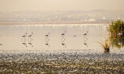 Pembe flamingoların göç yolundaki Sicumi Göleti çevre kirliliğinin tehdidi altında