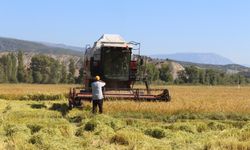 Türkiye'nin ilk çeltik fabrikasının kurulduğu yerde hasat başladı