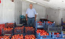 Domatesi aracısız tarladan halka sunuyor