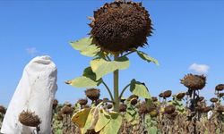Trakya'daki yağlık ayçiçeği üreticilerine destek tutarı kilogram başına 150 kuruşa yükseltildi