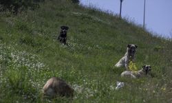 Vatandaşlar TBMM'ye en çok sahipsiz köpeklerden dert yandı