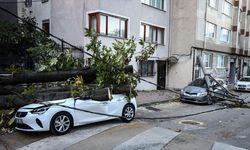 Bursa'da lodos ağaçları devirdi