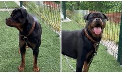 Safkan Rottweiler yeni sahibini arıyor