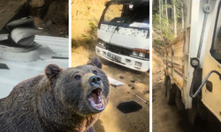 Aç kalan ayılar bu kez kamyonete saldırdı