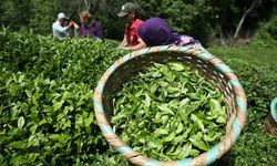Çay ihracatı 9,6 milyon doları aştı