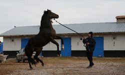 Divine Heart, damızlık olarak kullanılıyor