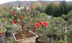 Türkiye'nin ilk "bonsai müzesi" kuruluyor