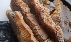 Arıların Petek Yaptığı Valizden 8 Kilogram Bal Çıktı