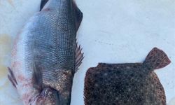 Balıkçının Ağına 11 Kilogramlık Levrek Takıldı