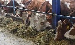 Şap Hastalığı Nedeniyle Hayvan Pazarları Kapatıldı