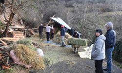 Heyelan 2 büyükbaş hayvanın canını aldı