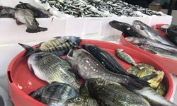 Arhavi’de Balık Fiyatlarında Son Durum