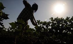 Tarım İşçilerinin Günlük Ücreti 2023'te Arttı
